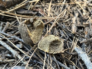  ( - FDS-CA-04792)  @11 [ ] by-nc (2024) Dean Lyons Fungal Diversity Survey