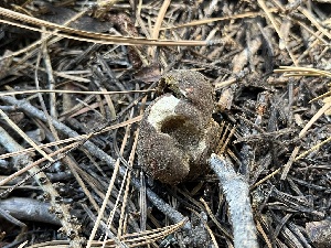  ( - FDS-CA-04792)  @11 [ ] by-nc (2024) Dean Lyons Fungal Diversity Survey