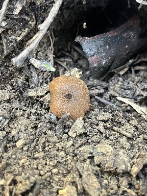  ( - FDS-CA-04794)  @11 [ ] by-nc (2024) Dean Lyons Fungal Diversity Survey