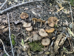  ( - FDS-CA-04794)  @11 [ ] by-nc (2024) Dean Lyons Fungal Diversity Survey