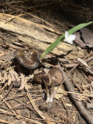  ( - FDS-CA-04796)  @11 [ ] by-nc (2024) Dean Lyons Fungal Diversity Survey