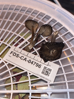  ( - FDS-CA-04796)  @11 [ ] by-nc (2024) Dean Lyons Fungal Diversity Survey