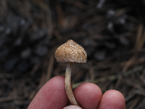  ( - FDS-CA-05913)  @11 [ ] by-nc (2024) Fresno Mycology Society Fungal Diversity Survey