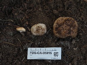  ( - FDS-CA-05915)  @11 [ ] by-nc (2024) Fresno Mycology Society Fungal Diversity Survey