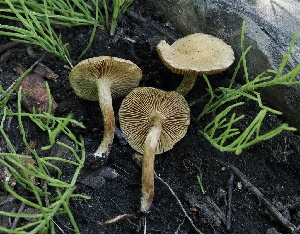  ( - FDS-CA-00652)  @11 [ ] by-nc (2024) Taye Bright Fungal Diversity Survey