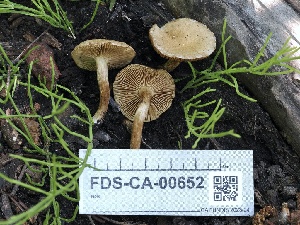  ( - FDS-CA-00652)  @11 [ ] by-nc (2024) Taye Bright Fungal Diversity Survey
