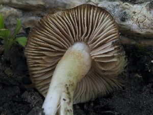  ( - FDS-CA-00654)  @11 [ ] by-nc (2024) Taye Bright Fungal Diversity Survey