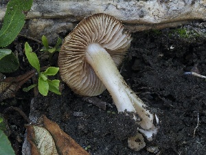  ( - FDS-CA-00654)  @11 [ ] by-nc (2024) Taye Bright Fungal Diversity Survey