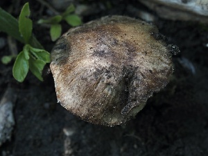  ( - FDS-CA-00654)  @11 [ ] by-nc (2024) Taye Bright Fungal Diversity Survey