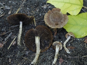  (Psathyrella sp. elliptispora-CA01 - FDS-CA-00655)  @11 [ ] by-nc (2024) Taye Bright Fungal Diversity Survey