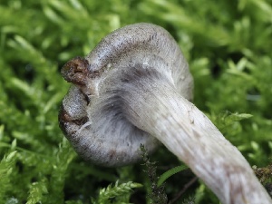  (Cortinarius sp. CA59 - FDS-CA-05490)  @11 [ ] by-nc (2024) Taye Bright Fungal Diversity Survey