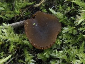  (Peziza sp. CA13 - FDS-CA-05411)  @11 [ ] by-nc (2024) Taye Bright Fungal Diversity Survey