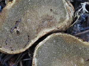  ( - FDS-CA-00660)  @11 [ ] by-nc (2024) Taye Bright Fungal Diversity Survey