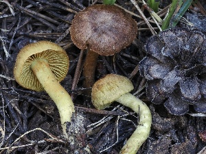  ( - FDS-CA-05041)  @11 [ ] by-nc (2024) Taye Bright Fungal Diversity Survey
