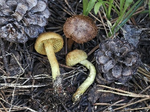  ( - FDS-CA-05041)  @11 [ ] by-nc (2024) Taye Bright Fungal Diversity Survey