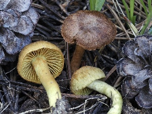  (Cortinarius sect. Dermocybe - FDS-CA-05041)  @11 [ ] by-nc (2024) Taye Bright Fungal Diversity Survey