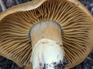  ( - FDS-CA-05042)  @11 [ ] by-nc (2024) Taye Bright Fungal Diversity Survey