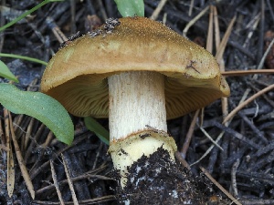  ( - FDS-CA-05042)  @11 [ ] by-nc (2024) Taye Bright Fungal Diversity Survey