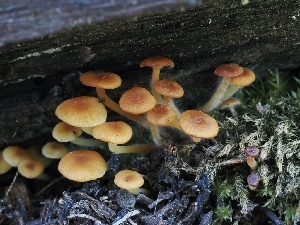  ( - FDS-CA-05043)  @11 [ ] by-nc (2024) Taye Bright Fungal Diversity Survey