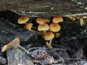  ( - FDS-CA-05043)  @11 [ ] by-nc (2024) Taye Bright Fungal Diversity Survey