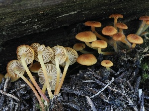  (Xeromphalina sp. enigmatica-CA01 - FDS-CA-05043)  @11 [ ] by-nc (2024) Taye Bright Fungal Diversity Survey