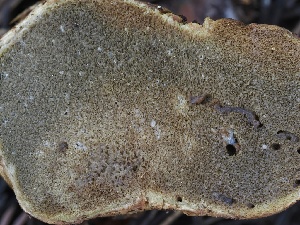  ( - FDS-CA-00660)  @11 [ ] by-nc (2024) Taye Bright Fungal Diversity Survey