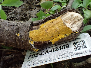  ( - FDS-CA-02489)  @11 [ ] by-nc (2024) Jaren Hockert Fungal Diversity Survey