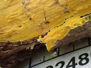  ( - FDS-CA-02489)  @11 [ ] by-nc (2024) Jaren Hockert Fungal Diversity Survey