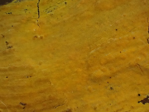  ( - FDS-CA-02489)  @11 [ ] by-nc (2024) Jaren Hockert Fungal Diversity Survey