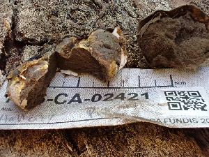  (Geastrum fuscogleba - FDS-CA-02421)  @11 [ ] by-nc (2024) Jaren Hockert Fungal Diversity Survey