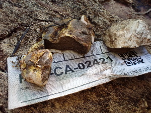 ( - FDS-CA-02421)  @11 [ ] by-nc (2024) Jaren Hockert Fungal Diversity Survey