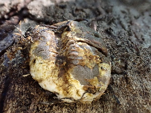  ( - FDS-CA-02421)  @11 [ ] by-nc (2024) Jaren Hockert Fungal Diversity Survey