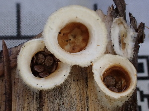  ( - FDS-CA-02417)  @11 [ ] by-nc (2024) Jaren Hockert Fungal Diversity Survey