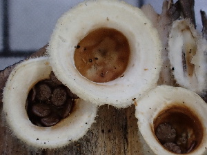  ( - FDS-CA-02417)  @11 [ ] by-nc (2024) Jaren Hockert Fungal Diversity Survey