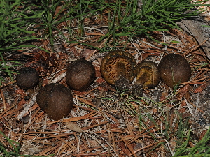  (Cortinarius sp. croceus x thiersii - FDS-CA-04771)  @11 [ ] by (2024) Justin Paulin Fungal Diversity Survey