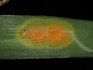 (Pucciniaceae - FDS-CA-04772)  @11 [ ] by (2024) Justin Paulin Fungal Diversity Survey