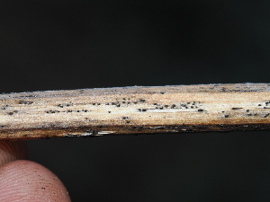  ( - FDS-CA-04777)  @11 [ ] by (2024) Justin Paulin Fungal Diversity Survey