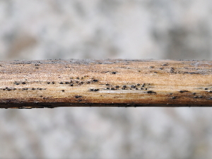  ( - FDS-CA-04777)  @11 [ ] by (2024) Justin Paulin Fungal Diversity Survey