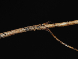  ( - FDS-CA-04778)  @11 [ ] by (2024) Justin Paulin Fungal Diversity Survey