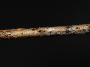  (Comoclathris sp. CA02 - FDS-CA-04778)  @11 [ ] by (2024) Justin Paulin Fungal Diversity Survey