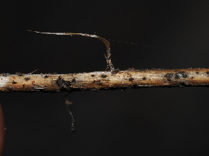  ( - FDS-CA-04778)  @11 [ ] by (2024) Justin Paulin Fungal Diversity Survey