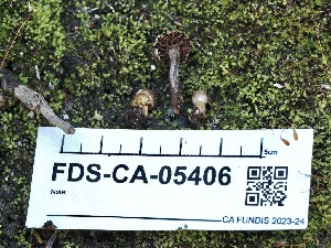  (Cortinarius tenebricus - FDS-CA-05406)  @11 [ ] by-nc (2024) Unspecified Fungal Diversity Survey