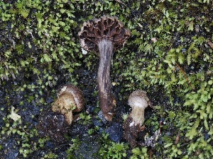  ( - FDS-CA-05406)  @11 [ ] by-nc (2024) Unspecified Fungal Diversity Survey