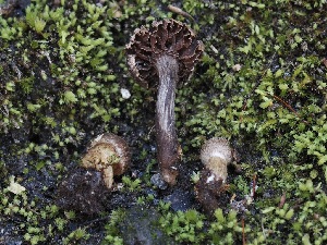  ( - FDS-CA-05406)  @11 [ ] by-nc (2024) Unspecified Fungal Diversity Survey
