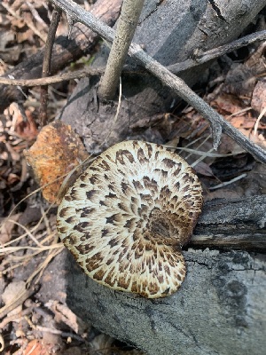  (Cerioporus sp. squamosus-CA01 - FDS-CA-05412)  @11 [ ] by-nc (2024) Unspecified Fungal Diversity Survey