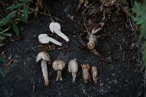  ( - FDS-CA-05489)  @11 [ ] by-nc (2024) Unspecified Fungal Diversity Survey