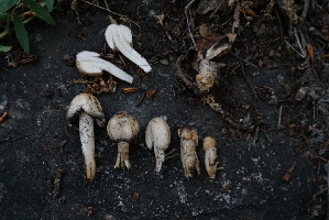  ( - FDS-CA-05489)  @11 [ ] by-nc (2024) Unspecified Fungal Diversity Survey