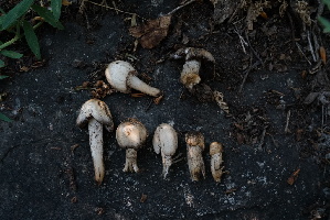  ( - FDS-CA-05489)  @11 [ ] by-nc (2024) Unspecified Fungal Diversity Survey