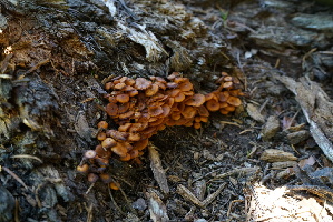  (Xeromphalina - FDS-CA-05392)  @11 [ ] by-nc (2024) Unspecified Fungal Diversity Survey