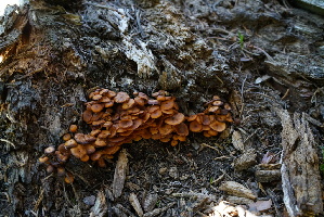 ( - FDS-CA-05392)  @11 [ ] by-nc (2024) Unspecified Fungal Diversity Survey